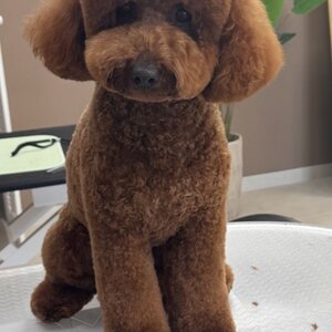 Merlin Pet Grooming Salon image 2