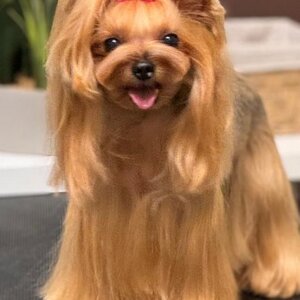 Merlin Pet Grooming Salon image 3