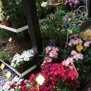 Neeltje's Bloemen image 6