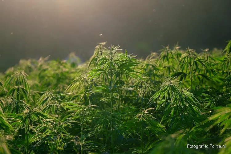 Niet-Europese hennep is gat in de markt voor Nederlandse drugscriminelen